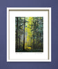 Dawn forest